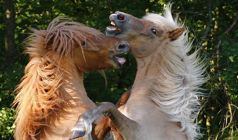 Valur von Heidmoor und Farsaell von Heidmoor g.jpg